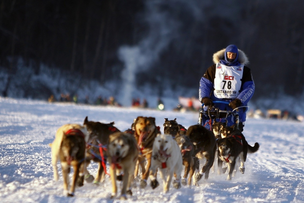 The Iditarod Race Is Considered the Last Great Race on Earth | Anchorage to Nome, Alaska, USA