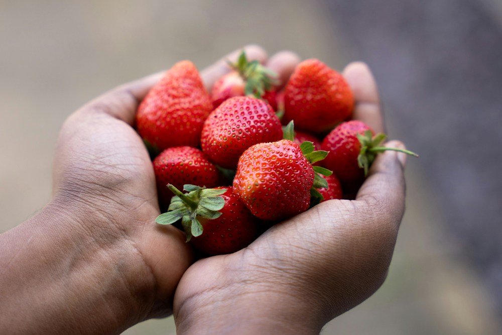 Poteet Strawberry Festival Promotes the City's Premier Strawberries | Poteet, Texas, USA