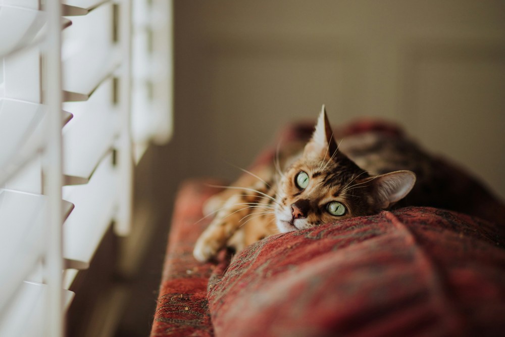 A balanced feline diet promotes a lustrous coat, reduces shedding, and supports skin resilience for optimal grooming results. Benefits of a Healthy Diet for Cat Grooming