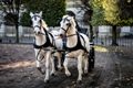 5 Things to Take on a Horse-Drawn Carriage Ride