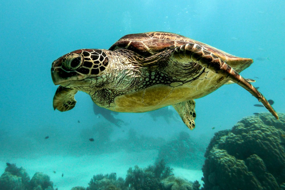 The Art of Saving Sea Turtles Celebrates Local Conservation | News ...