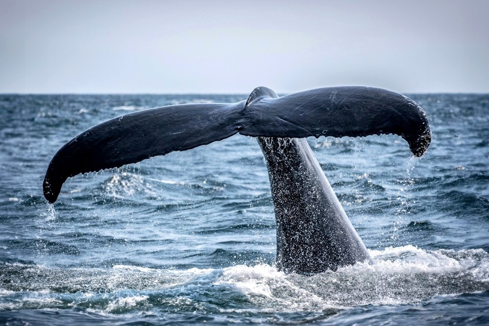 5 Best Places to Go Whale Watching