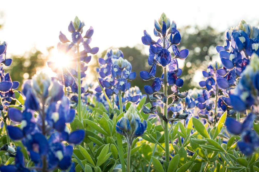The Bluebonnets Are Coming, The Bluebonnets Are Coming