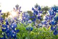 The Bluebonnets Are Coming