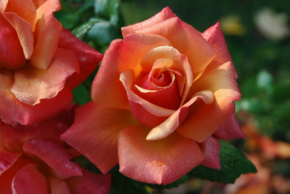 The Rose Capital of America Celebrates Rose Season and Annual Texas Rose Festival | Tyler, Texas, USA