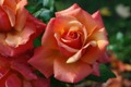 Rose Capital of America Celebrates Rose Season