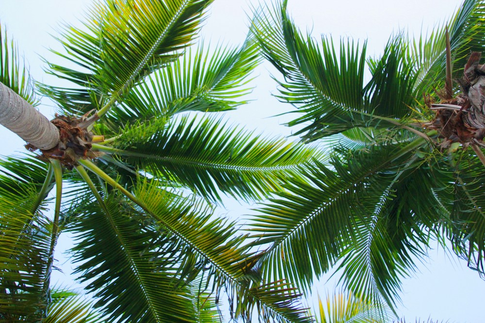 Planning a trip to this tropical paradise involves choosing the right accommodation and finding activities that suit your interests. Discover Playa del Carmen, Mexico, Tropical Getaways