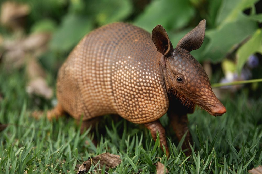 5 Interesting Facts About Armadillos Posts USA