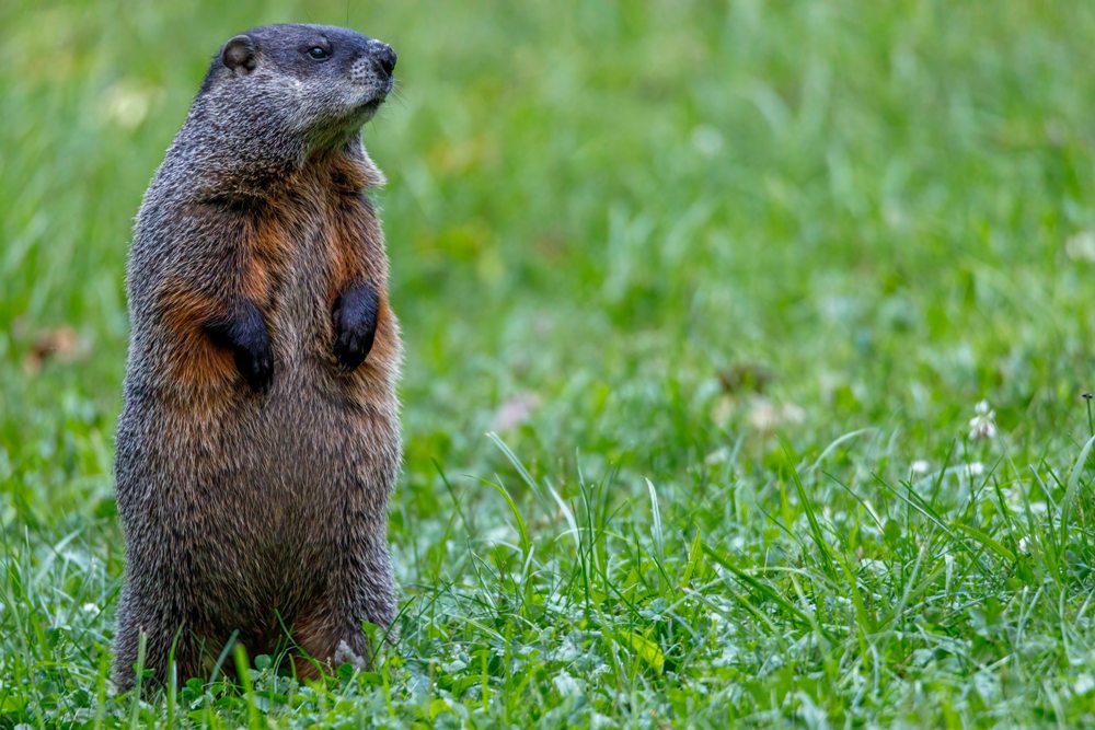 What Threats Do Groundhogs Pose to Your Yard?