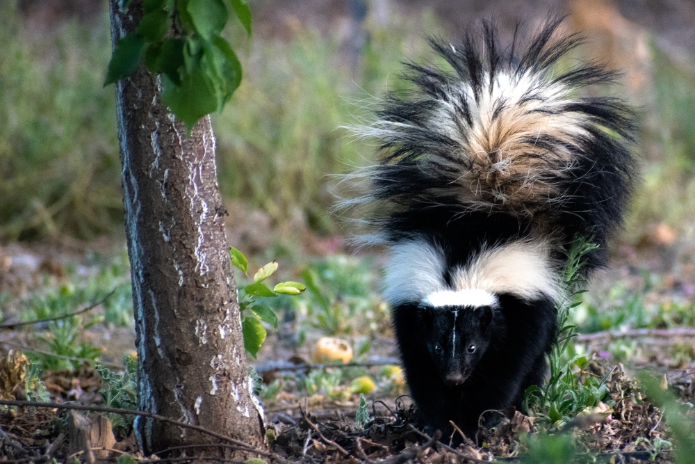 4 Common Myths About Skunks