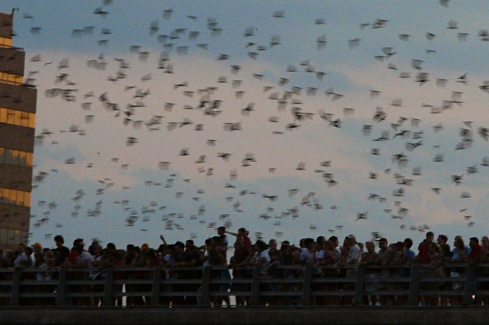 Bat Fest 2023 Congress Avenue Bridge America's Largest Urban Bat