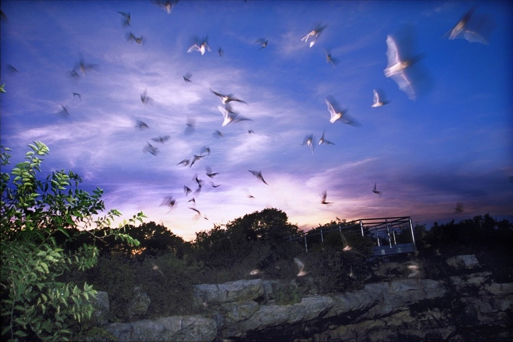 Where to See Bat Colony Flights in Texas