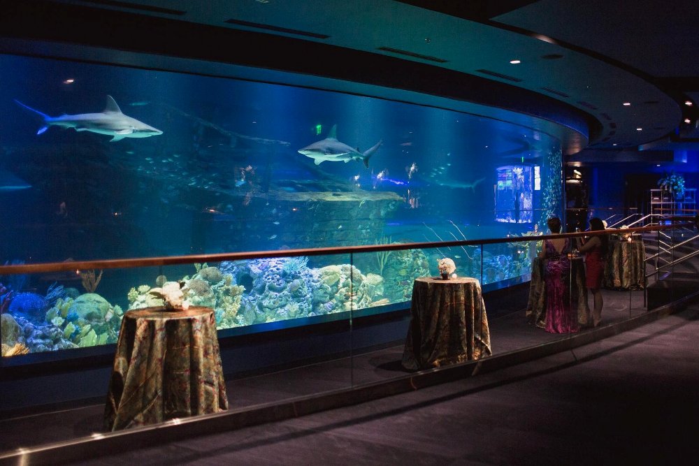 Connecting people with nature, the aquarium features aquatic animal habitats, daily presentations, touch pools, educational programs, and encounter programs. Texas State Aquarium