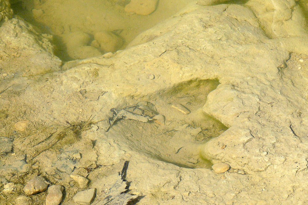 Located in Somervell County just northwest of Glen Rose, Dinosaur Valley State Park is home to some of the best preserved dinosaur tracks in the world. Tread the Riverbed of Dinosaur Valley State Park
